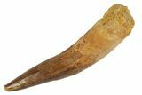 Fossil Spinosaurus Tooth - Real Dinosaur Tooth #346898-1